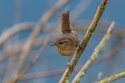 Close-up of bird perching on branch