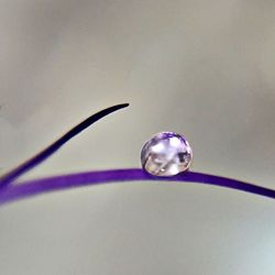 Close up of dandelion against blurred background