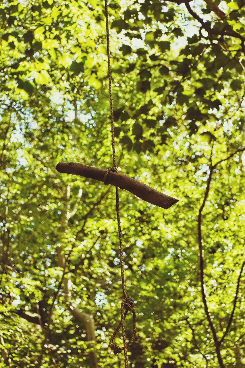 LOW ANGLE VIEW OF TREE TRUNK IN FOREST