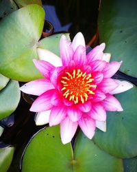 Close-up of pink water lily blooming outdoors