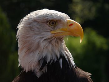 Close-up of eagle