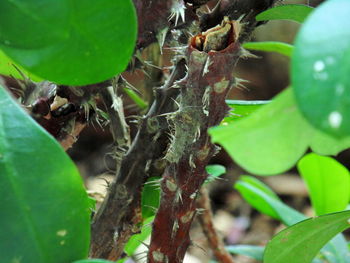 Close-up of lizard on plant