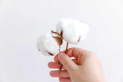 Close-up of hand holding apple against white background