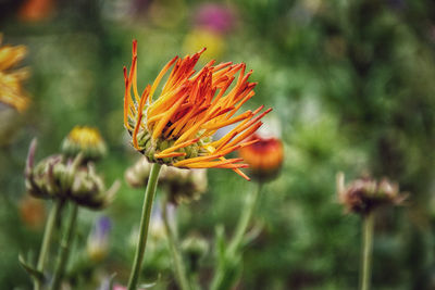 Close-up of orange flower bud