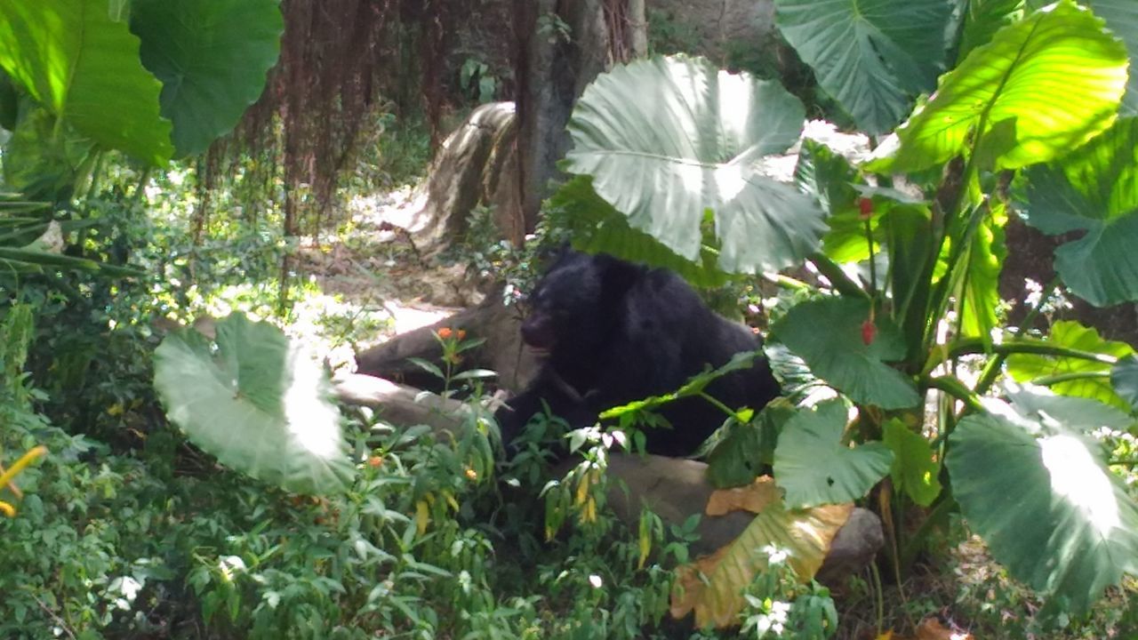 Taiwan's bear