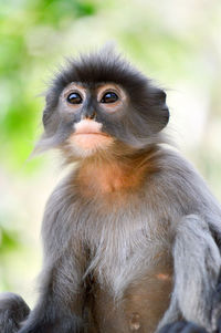 Portrait of monkey sitting outdoors