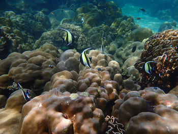 Marine life under sea water, underwater landscape photography, colorful sea life