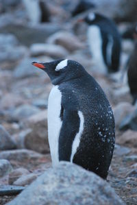 Magic nature in antarctic