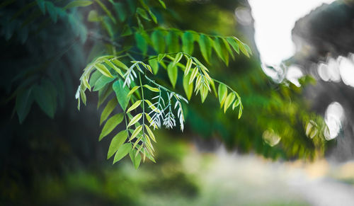 Close-up of leaves in forest