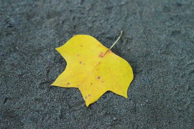 High angle view of yellow leaf