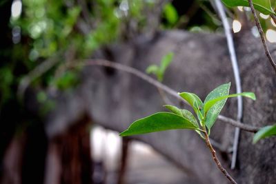 Close-up of young plant growing outdoors