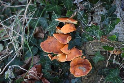 High angle view of mushroom growing on field