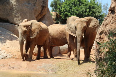 View of elephant in zoo