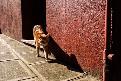 Cat on brick wall