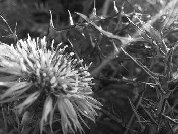 Close-up of flowers