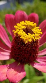 Close-up of pink flower blooming outdoors