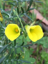 Close-up of yellow flowers