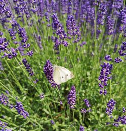 Close-up of butterfly on purple lavender flowers