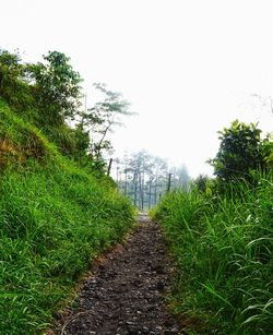 Scenic view of field against clear sky