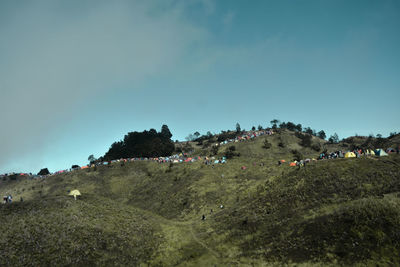 Flock of sheep on a field