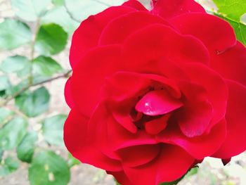 Close-up of red rose