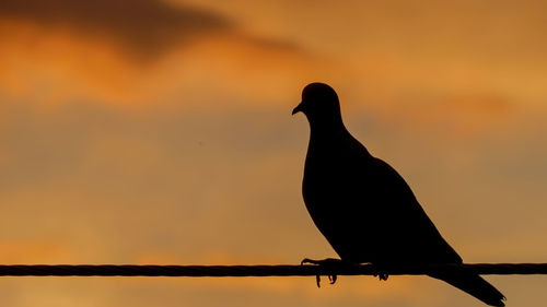Silhouette bird perching on pole against sky at sunset