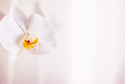 Close-up of white flower