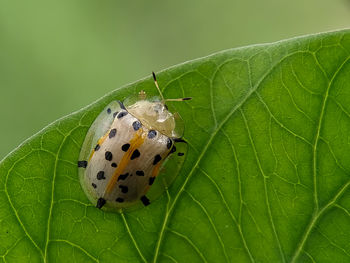 Close-up of butterfly on leaf