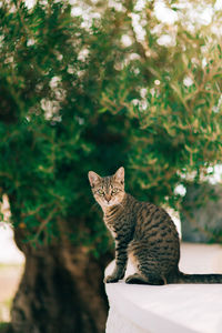 Portrait of cat sitting on tree