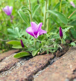 Close-up of pink flowering plant