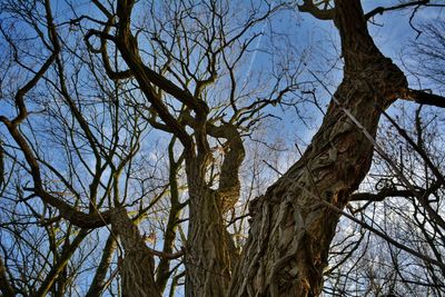 Low angle view of bare tree in forest