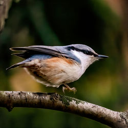 Close-up of bird perching on branch