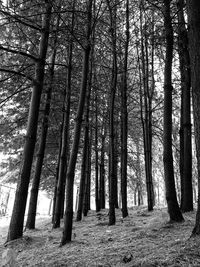 View of trees in forest