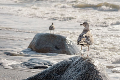 Beautiful sea gull standing on a big granite stone on the shore with waves on the baltic sea