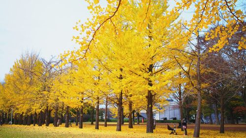 Scenic view of field during autumn