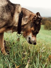 Close-up of horse on field