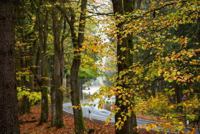 Trees by lake in forest during autumn