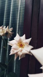 Close-up of white rose flower