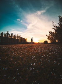 Scenic view of field against sky during sunset

teal and orange