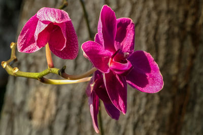 Close-up of red flower