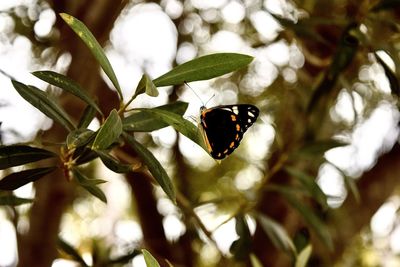 Close-up of butterfly on leaf