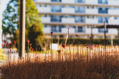 Close-up of flowering plants on field