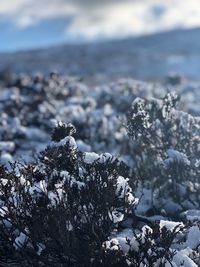 Close-up of frozen plant on rock