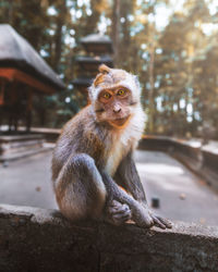 Portrait of monkey sitting on tree