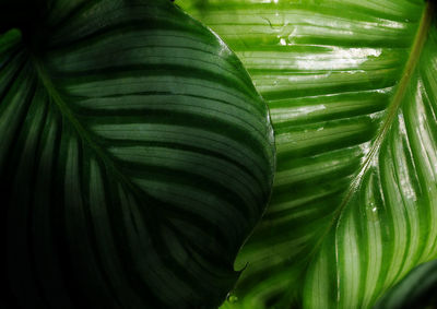 Close-up of fresh green leaves on plant