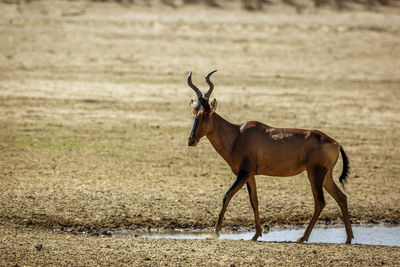 Side view of an animal on field