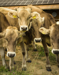 Cows on field