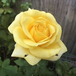 Close-up of yellow rose