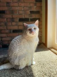 Portrait of white cat in sun rays 