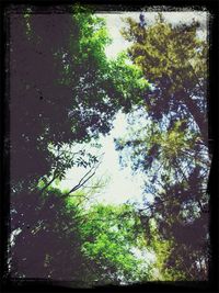 Low angle view of trees in forest against sky